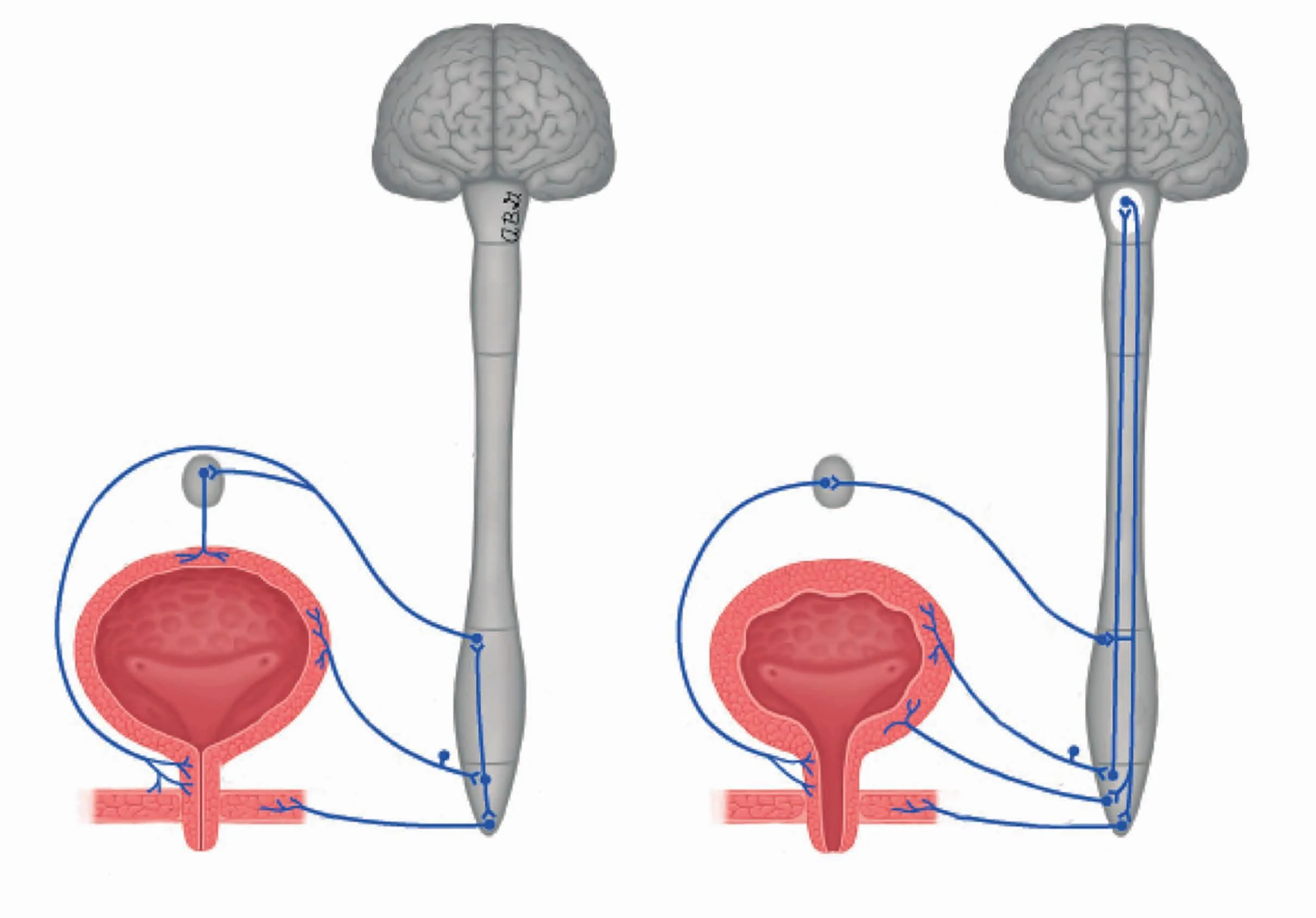 sistema urinario